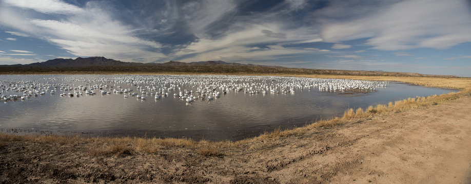 Migration of the cranes, New Mexico