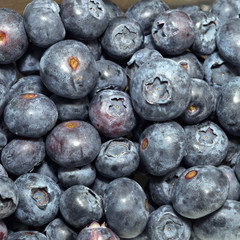 Blueberry