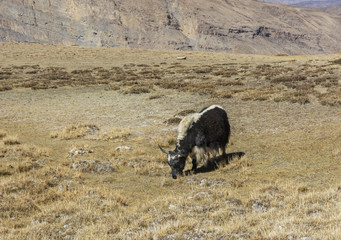  yak grazing in alpine meadow, Spiti, Himachal Pradesh, India