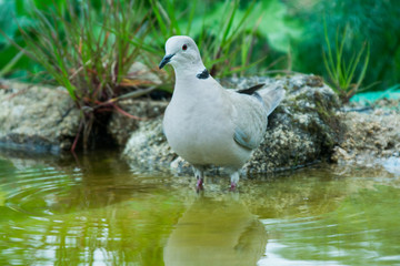 Streptopelia decaocto