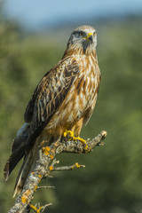 milvus milvus