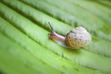Snail on the green Hosta leaf