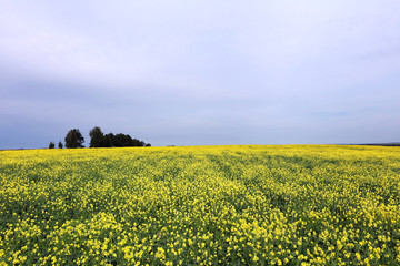 rapeseed field