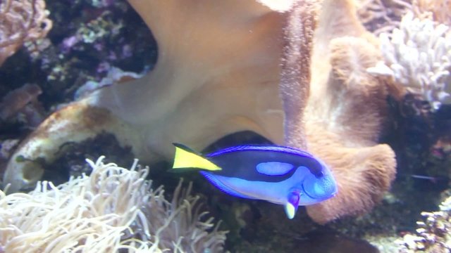 Blue fish in the aquarium