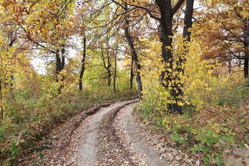 forest road