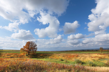 Obraz premium autumn landscape