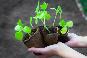 cucumber seedlings