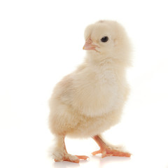 Obraz premium Small fluffy chickens