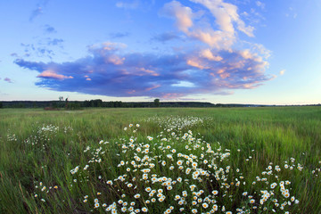 Sunset over a field of chamomile