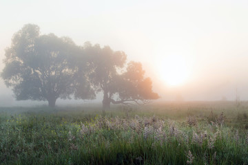 Obraz na płótnie Canvas thick fog in the grove
