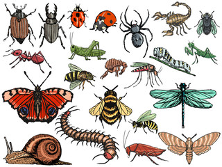 set of insects