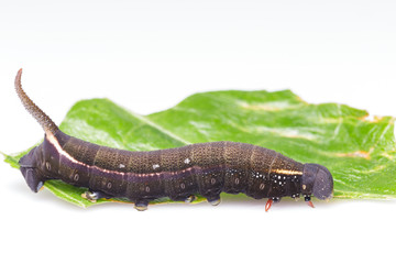 Caterpillar of macroglossum sitiene moth