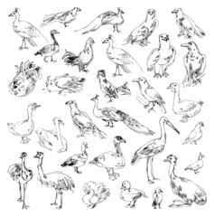 Wild birds. Zoo. Set. Hand-drawn. Set