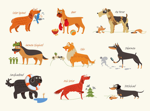 Dog breeds. Working dogs