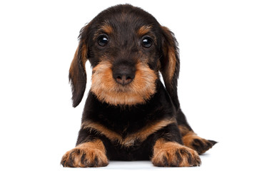 Dachshund puppy