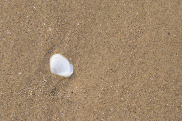Fototapeta na wymiar Shells on the sand in sunset time