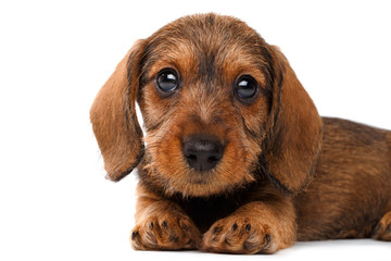 Dachshund puppy