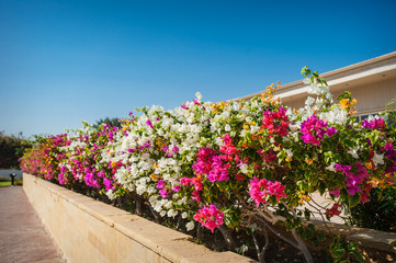 bougainvillea flowers on a background of exotic trees