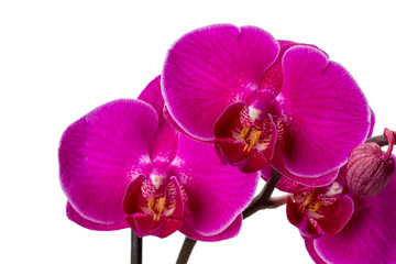 pink orchid isolated on the white background