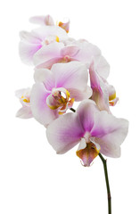 pink orchid on the white background