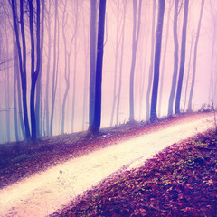 Fantasy purple color forest road © robsonphoto