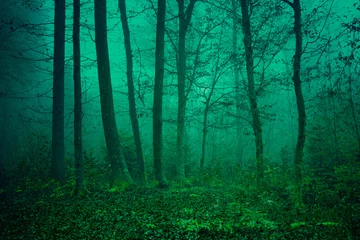 Papier Peint photo Lavable Automne Mysterious green forest scene
