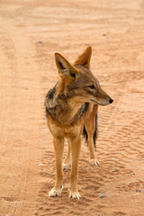 Jackal