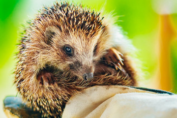Hedgehog Sitting On Hand In Glove