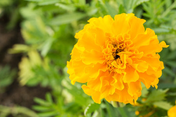 Marigold flower in garden
