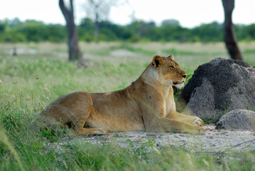 Lionne allongée