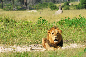 Lion allongé