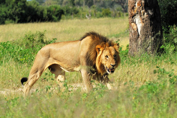 Lion mâle en marche