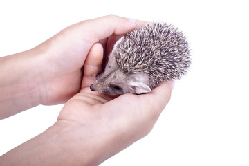 The little hedgehog in the hands