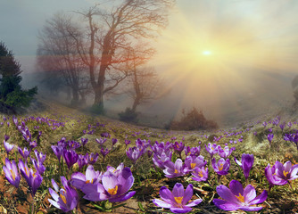 Crocuses are the first flowers in the mountains
