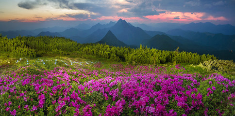 Blooming rhododendrons among alpine