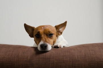 Jack Russell Terrier