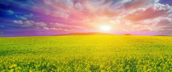 rapeseed field