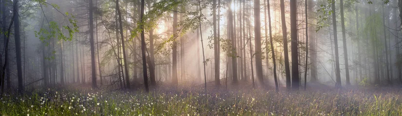 Türaufkleber Wälder Magischer Karpatenwald im Morgengrauen