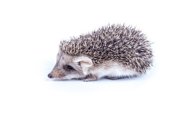 Little hedgehog