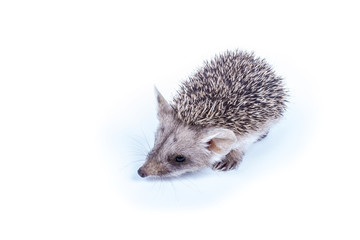 Little hedgehog