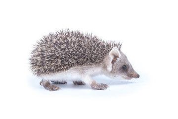 Little hedgehog © Dmitriy Goncharenko