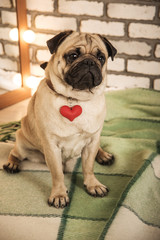 Fototapeta premium pug dog