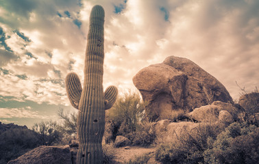 Saguaro cactus tree desert landscape,Arizona.