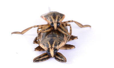 giant water bug