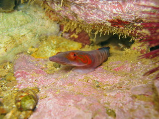 Obraz na płótnie Canvas Connemara clingfish Lepadogaster candolii