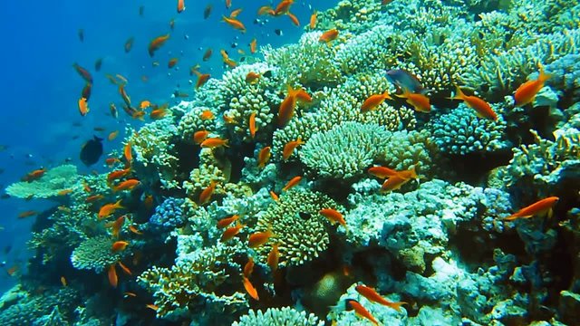 Shoal of anthias fish on the coral reef