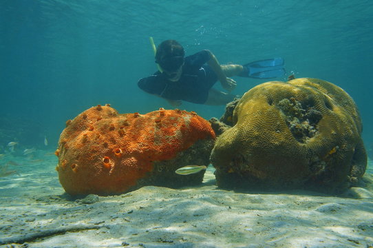 Man snorkeling underwater behind sponge and coral