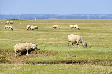 Naklejka na ściany i meble Sheep salt meadows