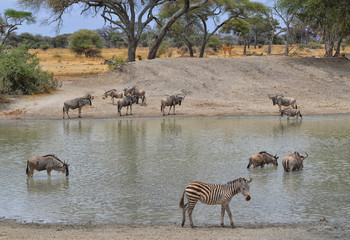 Fototapeta na wymiar Herd of Gnus, Zebra and Impala