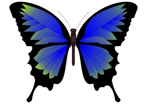 Single butterfly in blue-green design